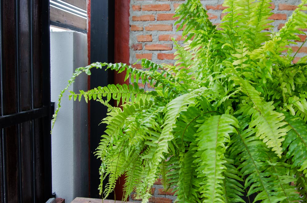 Florida Ferns for Porch and Landscape OGM